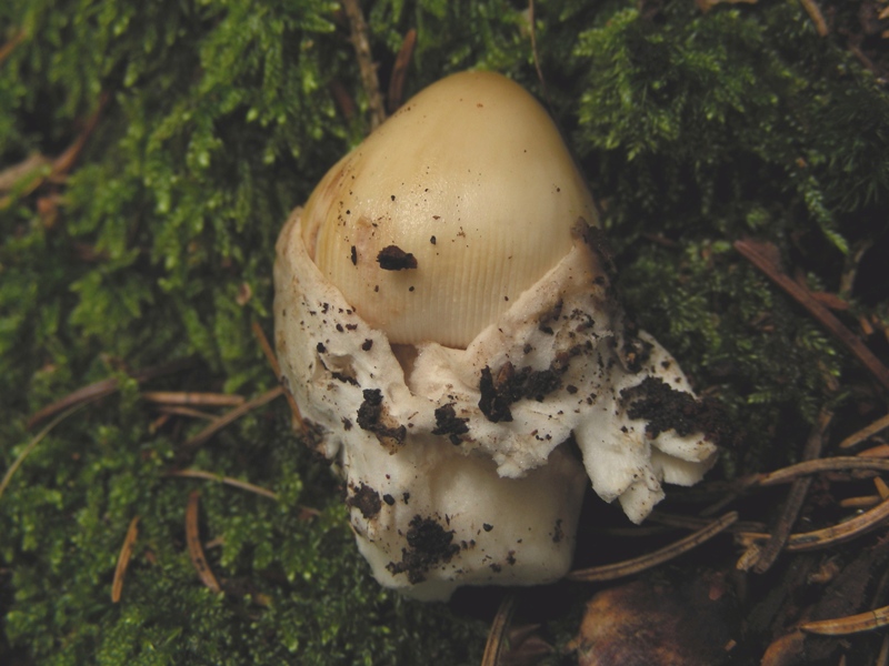 Amanita submembranacea